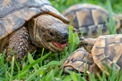 tortue-terrestre-elevage-terrarium-alimentation-hibernation-guide-complet-sur-la-tortue-de-terre